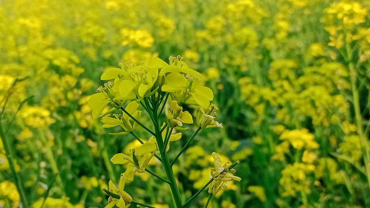 বগুড়ার আদমদীঘিতে সরিষার বাম্পার ফলনের সম্ভাবনা